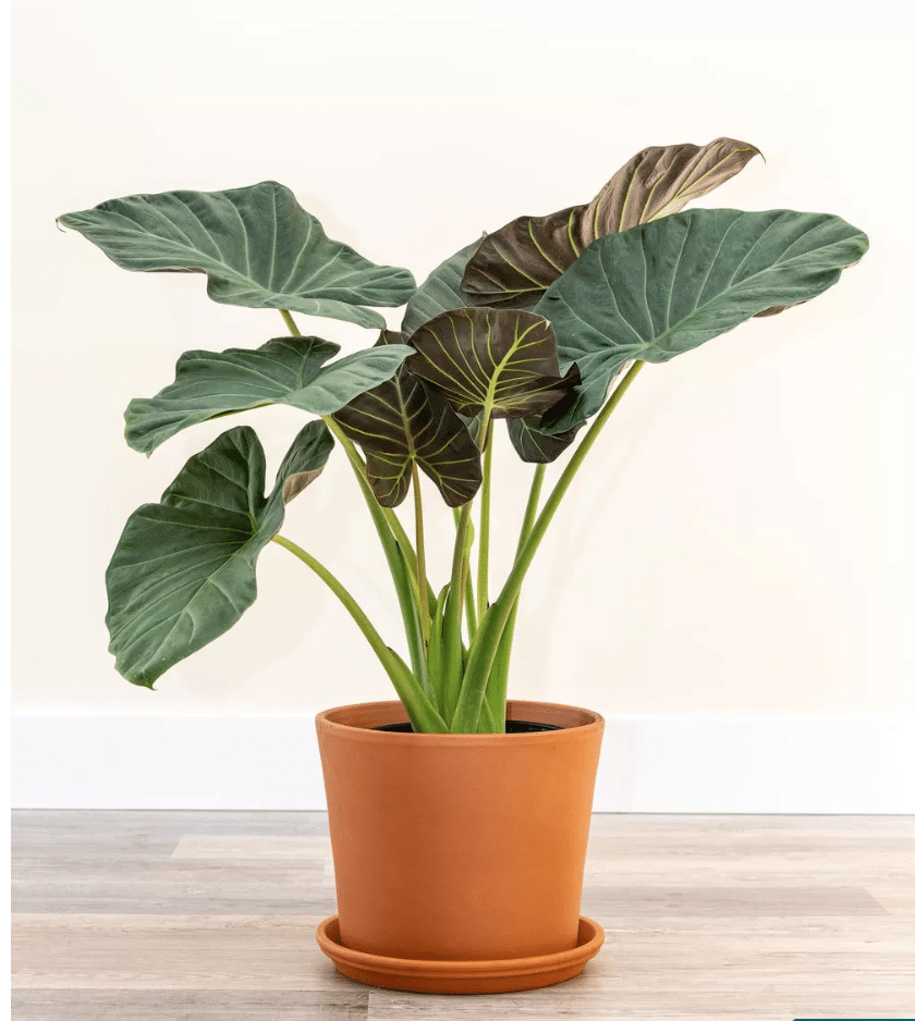 Alocasia Regal Shield in red pot